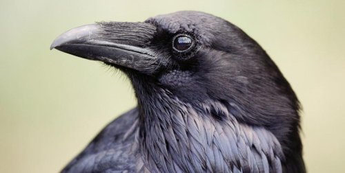Crows Are Self-Aware Just Like Humans, And They May Be as Smart as Gorillas