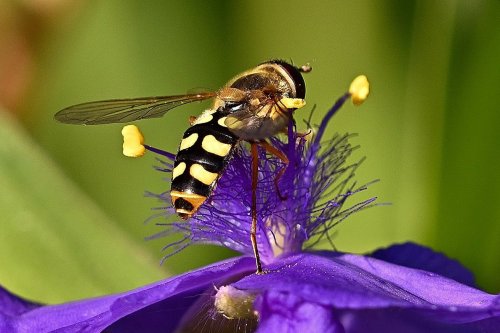 Una mosca que se hace pasar por abeja se puede convertir en salvadora inesperada de la polinización