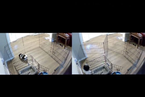 Puppy outsmarts owner, hatches plan to escape dog pen: 'This ain't his first rodeo'