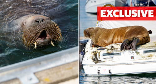 Celebrity walrus euthanised despite offer to relocate her: 'It's nuts'
