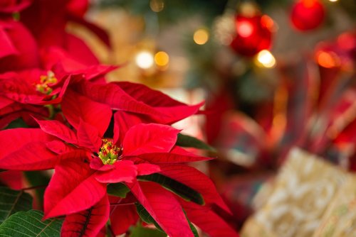 Attention à ces plantes toxiques qui vous entourent dans les décorations de Noël