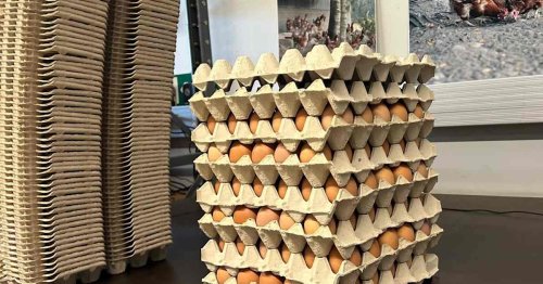 Finland turns down US request for eggs