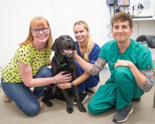 'They hadn’t seen a case this bad before' - how this black Labrador recovered after eating life-threatening mouldy bread