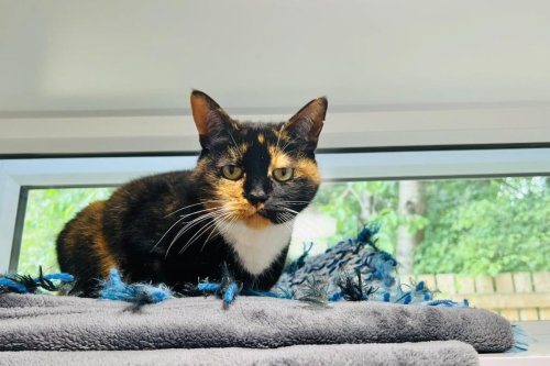 These are the cats and kittens currently up for adoption in Leeds and Wakefield