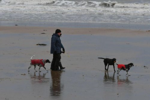 Vets believe virus is causing a mysterious illness affecting dogs in Yorkshire
