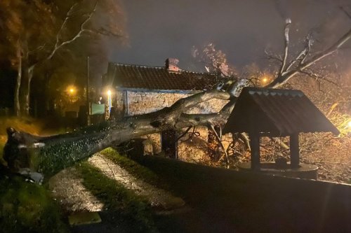 Gigantic tree blown through barn roof killing farm animals just minutes after children were playing in building