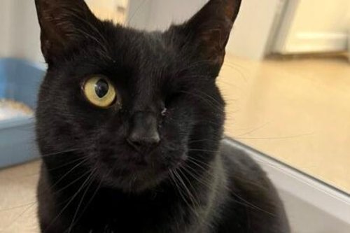 These are the cats and kittens currently up for adoption at RSPCA Leeds