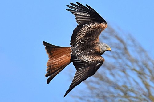Police investigate death of several birds of prey found with toxic levels of rat killer in Leeds