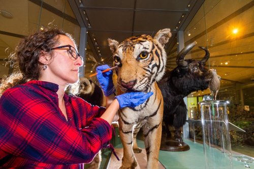 Remarkable collection of endangered animals is prepared for display in Leeds