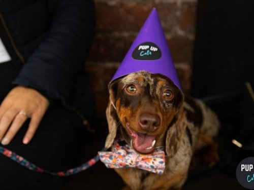 This puppy cafe is returning to Leeds next month for a sausage dog special