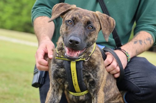 10-wonderful-rescue-dogs-looking-for-their-forever-homes-at-dogs-trust