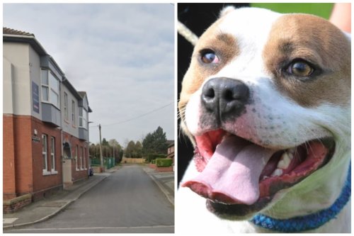 Staffy's bloody rampage in Wakefield left woman with three dog teeth embedded in her wounds
