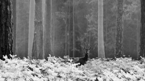 Geoffroy Delorme: Apuntes para sobrevivir en el bosque como un corzo