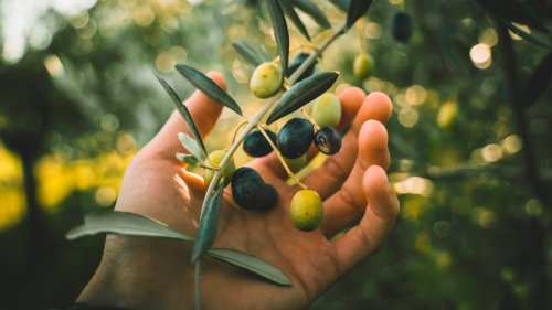 Apadrina un olivo: cómo un olivar abandonado sembró futuro en Oliete