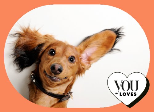 the-uk-s-most-popular-pet-names-you-magazine-flipboard