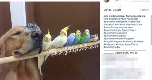 【これぞ平和】ゴールデンと8匹の鳥、ときどきハムスター♪ ブラジルでなかよく暮らす “大所帯” がInstagramで話題に！