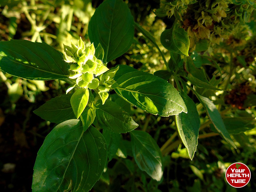 Basil Health Benefits: 9 Great Reasons to Use This Herb in Cooking