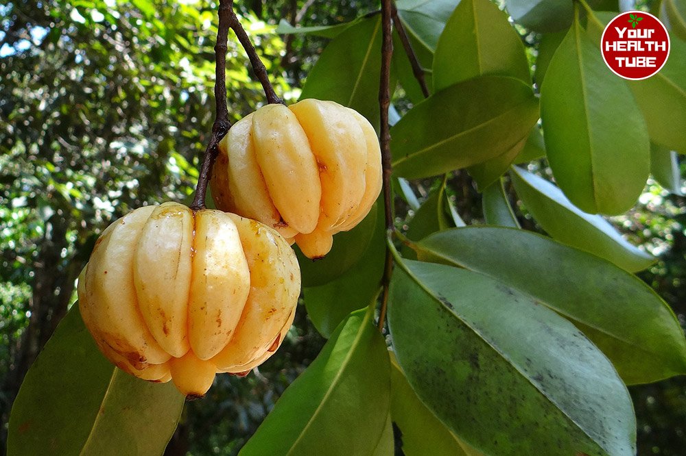 Garcinia Cambogia for Weight Loss: To Use or Not to Use?