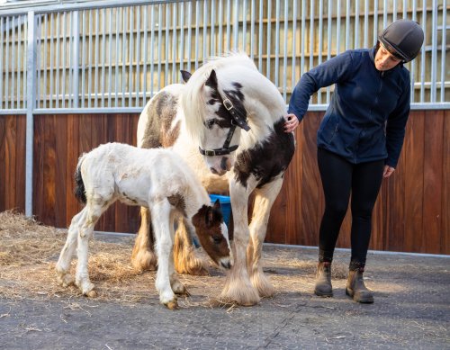Birth of first foal from ‘smuggled’ horses rescued by World Horse Welfare