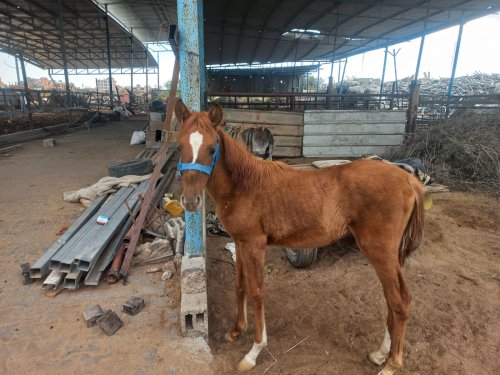 Donkey charity saves colt whose hoof was sloughed off by a buffalo