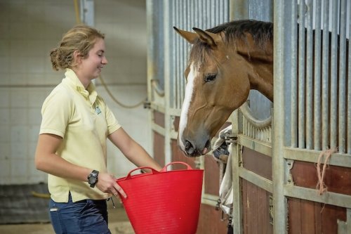 10 feeding rules you need to follow to keep a healthy horse