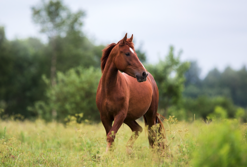 Poisonous plants for horses: could you spot these in your field?