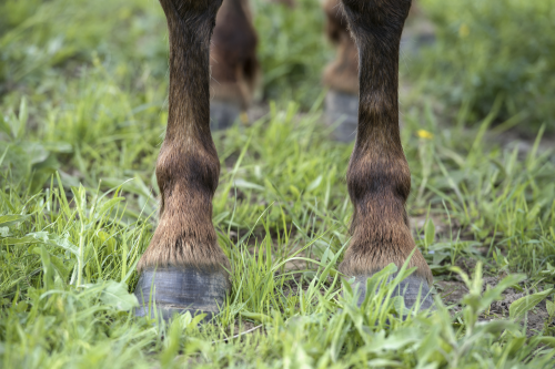 What are the symptoms of navicular in horses?