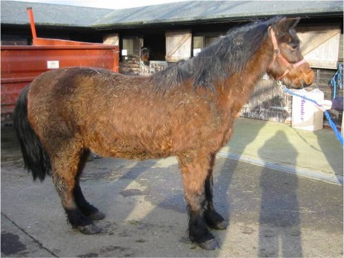 Cushing’s disease in horses: vet advice for recognising and managing symptoms