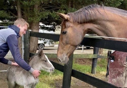 Dutch warmblood mare who lost foal adopts rejected gypsy colt