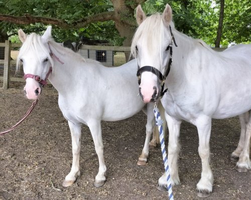 Rehoming round-up: Welsh pony rescued from dreadful conditions among those seeking new start
