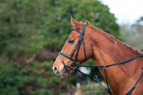 Correct tension, straight lines and clipping best practice: what you need to know before you clip your horse