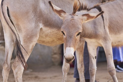 ‘A terrific moment’: African Union bans donkey skin trade