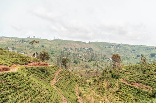 Zugfahrt zwischen Kandy und Ella: Ein ganz besonderes Erlebnis in Sri Lanka