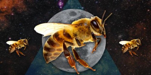 Bee Symbolism & Spiritual Meanings Of Seeing Bees