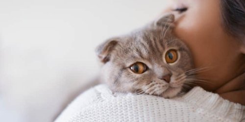 8 Subtle Ways Your Cat Tells You When They're In Pain