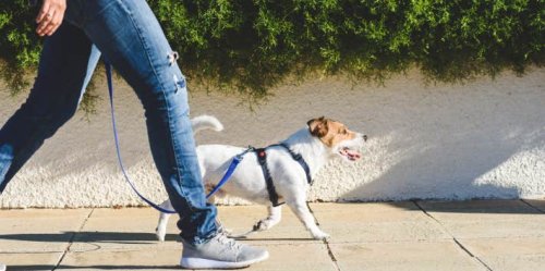 Why Feeding Your Dog Right Before You Take Him On A Walk Can Actually Be Super Dangerous