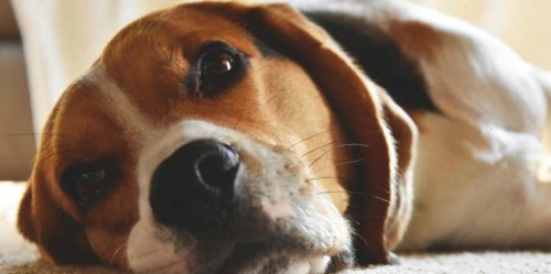 9 Subtle Ways Your Dog Tells You When They Are In Pain