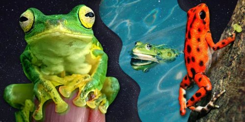 Frog Symbolism & The Spiritual Meanings Of Seeing Frogs