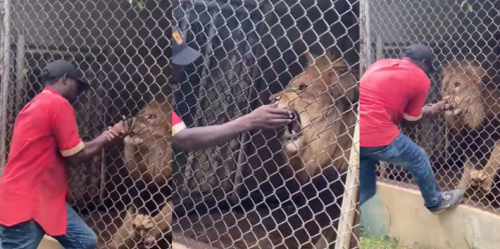Zookeeper Who Lost A Finger In Lion Attack Criticized For ‘Tormenting’ Animal In Video