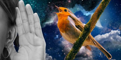 the-hidden-spiritual-meaning-of-hearing-birds-chirping-at-night-flipboard