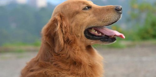 The One Thing You Can Do To Make Your Dog Feel Super Happy, According To An Animal Communicator