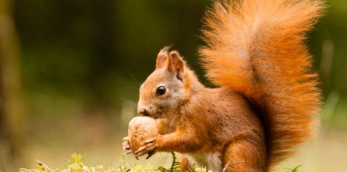 A Kind Woman Always Feeds A Little Hungry Squirrel — One Day The Squirrel Returns To Show His Gratitude