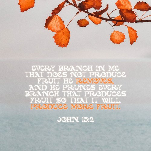 John 15:1-27 I am the true vine, and my Father is the husbandman. Every branch in me that beareth not fruit he taketh away: and every branch that beareth fruit, he purgeth it, that it may bring forth more fruit. N | King James Version (KJV) | Download The Bible App Now