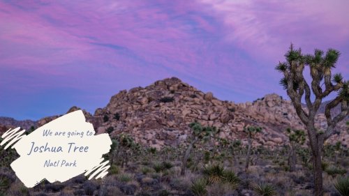 Joshua Tree National Park | Trees, Cactus, Rocks and Dinos | Must visit in winter