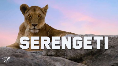 Africa The Serengeti - Wildlife Safari in Tanzania | The Planet D
