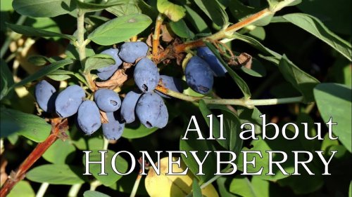 All you need to know about the honeyberry/ haskap