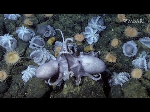 20,000 Octopuses Gather in a Real-Life Octopus Garden