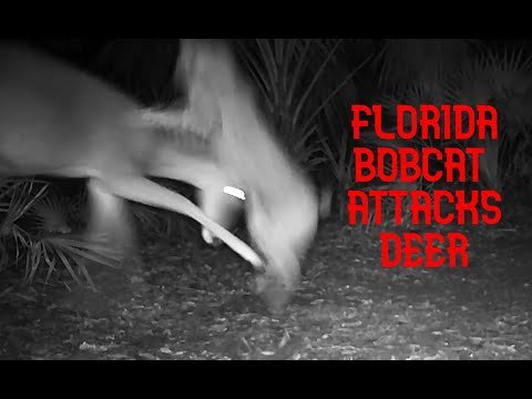 WATCH: Bobcat vs. Deer—We Did Not See This Coming