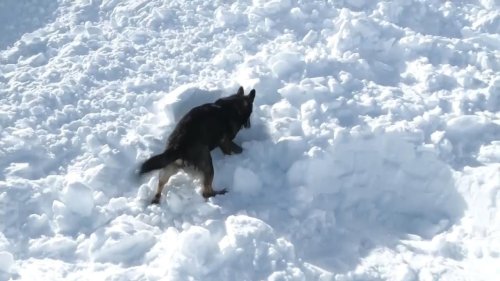 Brave Dogs Train to Rescue People From Avalanches