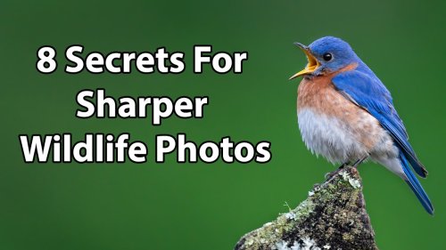 8 Secrets For Sharper Wildlife Photos
